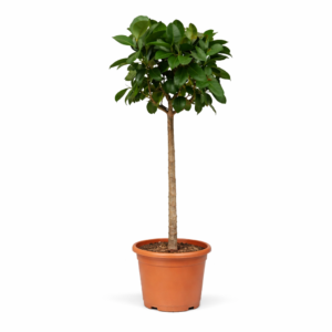 Ficus Elastica Robusta op stam – 190 cm