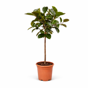Ficus Elastica Robusta stam – 130 cm