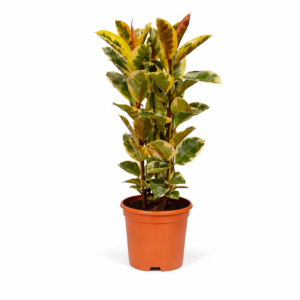 Ficus Elastica Tineke struik - 140 cm