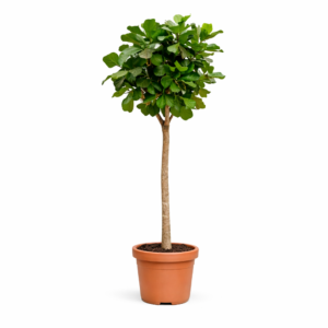 Ficus Lyrata boom XXXL – 230 cm