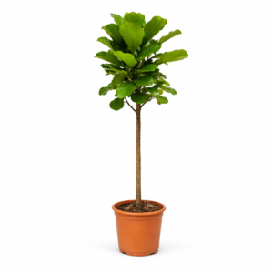 Ficus Lyrata boom – 180 cm