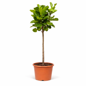 Ficus Lyrata boom – 200 cm