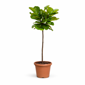 Ficus Lyrata stam – 130 cm
