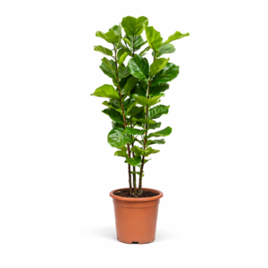 Ficus Lyrata struik - 140 cm