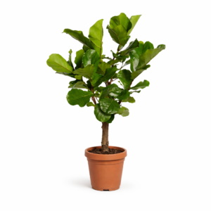 Ficus Lyrata vertakt – 130 cm