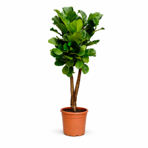 Ficus Lyrata vertakt – 180 cm
