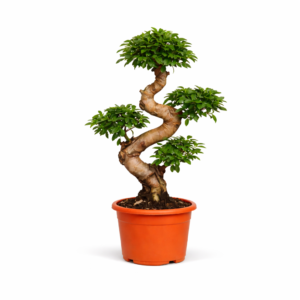 Ficus Microcarpa Ginseng – 80 cm