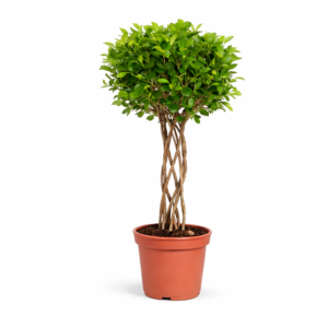Ficus Moclame gevlochten cilinder – 120 cm