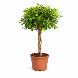 Ficus Nitida gevlochten stam – 100 cm