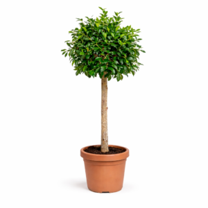Ficus Nitida op stam – 130 cm