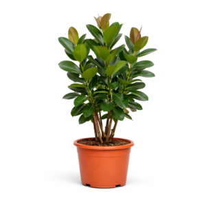 Ficus Robusta vertakt – 150 cm