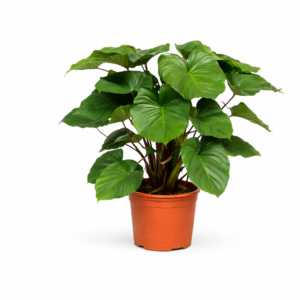 Homalomena Rubescens Maggy – 100 cm