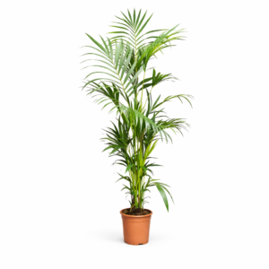 Kentia Palm (Howea Forsteriana) – 200 cm