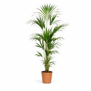 Kentia Palm – 180 cm