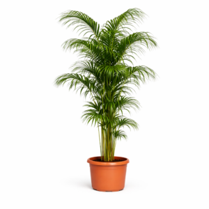 Kentia Palm – 220 cm
