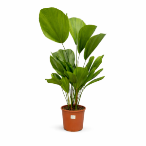 Licuala Grandis (Waaierpalm) – 90 cm