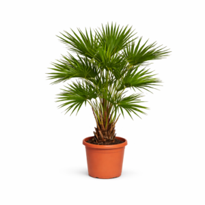 Livistona Chinensis (Chinese schermpalm) – 150 cm