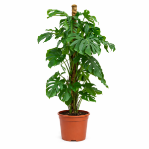 Monstera Deliciosa – 145 cm