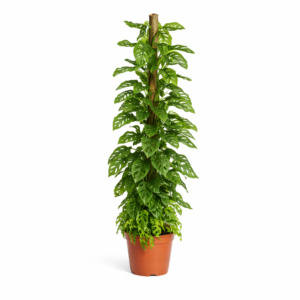 Monstera Monkey Leaf mosstok – 170 cm