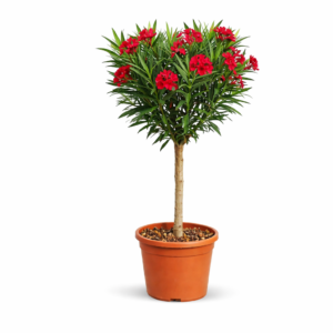 Nerium Oleander op stam met rode bloem - 110 cm