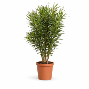 Nerium Oleander struik met rode bloem - 160 cm