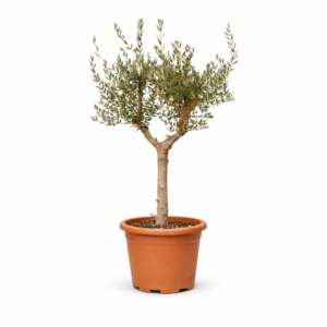 Olea Europaea Cultivo – 230 cm