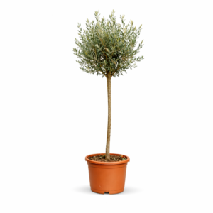 Olea Europaea op stam – 160 cm