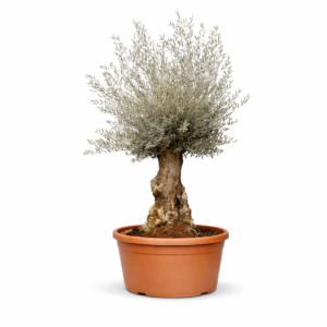 Olijfboom Bonsai (Olea Europaea Bonsai) – 270 cm