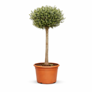 Olijfboom (Olea Europaea Lorc)- 180 cm