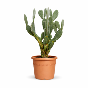 Opuntia Ficus Indica – 120 cm