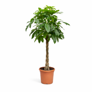 Pachira Aquatica (Geldboom) – 150 cm