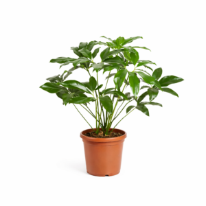 Philodendron Green Wonder – 100 cm