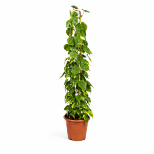 Philodendron Scandens Brasil gaasrek – 160 cm