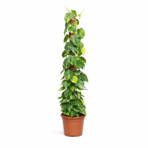 Philodendron Scandens Brasil mosstok – 150 cm