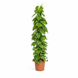 Philodendron Scandens gaasrek – 150 cm