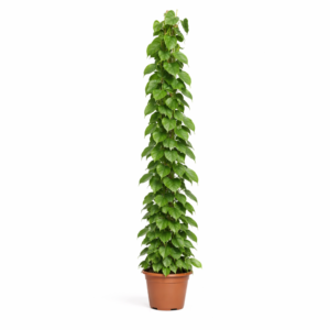 Philodendron Scandens gaasrek – 160 cm