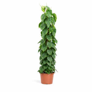Philodendron Scandens mosstok – 150 cm