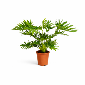 Philodendron Selloum – 100 cm