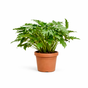 Philodendron Xanadu – 80 cm