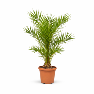 Phoenix Canariensis – 140 cm