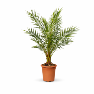 Phoenix Canariensis – 170 cm