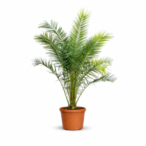 Phoenix Canariensis – 300 cm