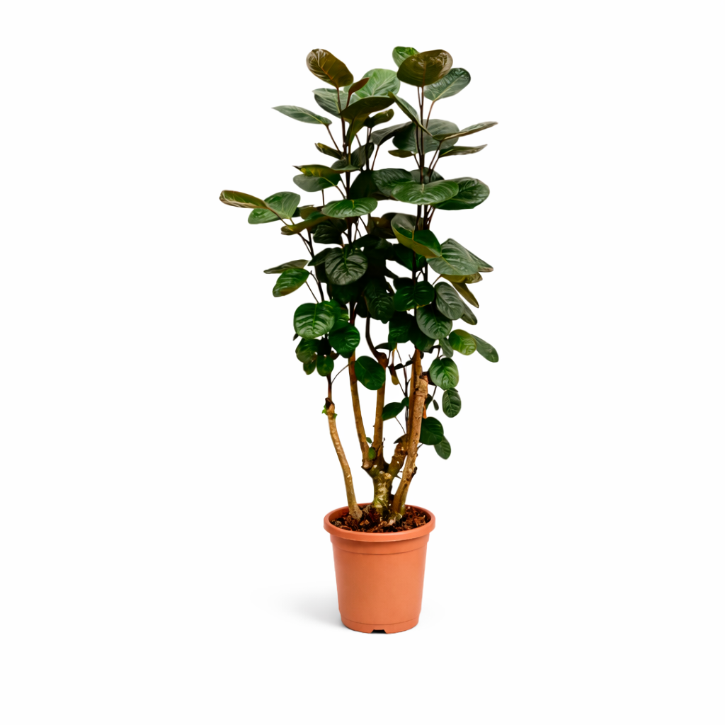 Polyscias Fabian (Aralia) – 130 cm