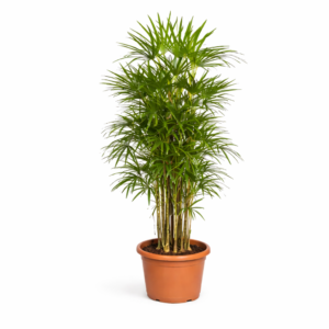 Rhapis Excelsa – 190 cm