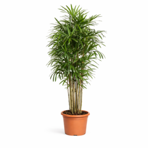 Rhapis Excelsa – 200 cm