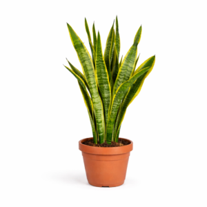 Sansevieria Laurentie – 90 cm