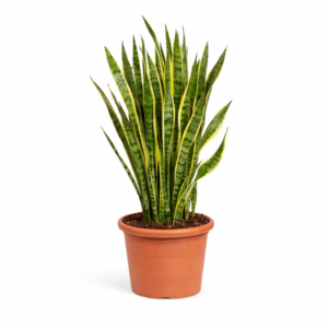 Sansevieria Laurentii – 100 cm