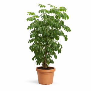 Schefflera Amate – 230 cm