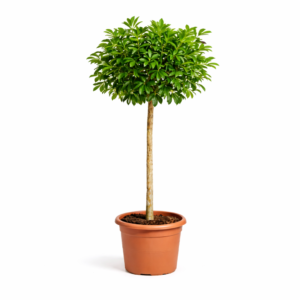 Schefflera Arboricola Compacta boom – 180 cm
