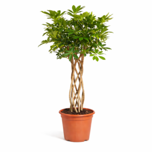 Schefflera Arboricola Compacta gevlochten stam – 130 cm